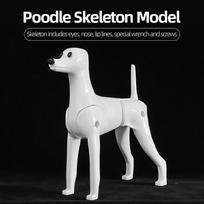 Naminių gyvūnų šunų modelis Plaukų stilisto praktikai Kirpimo standartinis pudelis/Teddy/Bichon Visas kūnas 1:1 Imituojamas skeletas Poodle Model