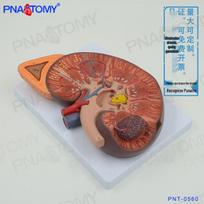 Magnified Human Kidney & Adrenal Gland Model for Urinary and Reproductive System Study 27x20x10 cm brown