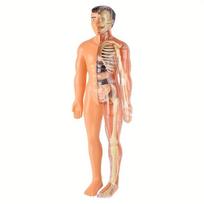 3D Žmogaus Kūno Torso Modelis Vaikui, Anatomija, Skeletas, Nuimamas, Simuliacija, Organas ir Skeletas, Išardomi Kauliniai Kūno Modeliai Nauji