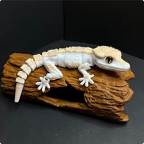 Articulated Gecko Figurine Realistic Movable Sculpture Ornamental Creature 14CM white