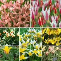Botaninių tulpių MIX, 100 vnt.