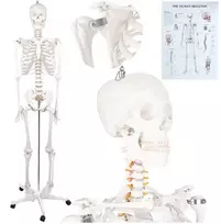 Dantų šepetėlis Žmogaus skeletas – 170 cm Glimz