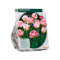 Tulpių svogūnėliai, lot. TULIPA DUBBEL LAAT UPSTAR, 10 vnt