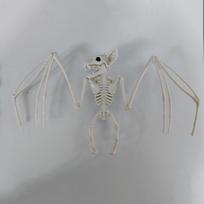 Žmogaus kaulai Helovinas Gyvūno skeletas Šikšnosparnis Pelė Lizarda Skorpionas Gyvūno modelis Namai 4 gray