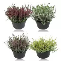 Vienmetis augalas, VIRŽIS Garden Girls, vazono skersmuo 9 cm
