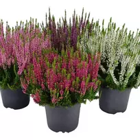 Vienmetis augalas VIRŽIS Beauty Ladies, vazono skersmuo 11 cm