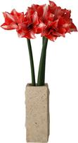 Botane Dirbtinių gėlių puokštė Dark Red Amaryllis
