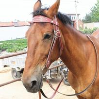 Žirgo kamanos Jojimo reikmenys Reguliuojamos lauko jojimo įrangai Raudonos Red brown