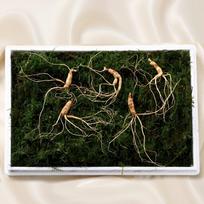 5-Year-Old Wild Ginseng 5-Root Set Holiday Gift 10+1 Set of 5 Tablets