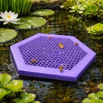 2Pcs Bee Bath Sturdy Butterfly Feeder for Thirsty Pollinator Pool Beekeeping Yellow S Violet L purple