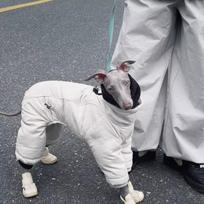 Žieminis šuns kombinezonas Italian Greyhound Whippet – Šuniuko keturkojis paltas – Vėjui atspari striukė su kaklaskare – Lauko drabužiai XL smėlis