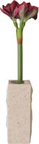Botane Dirbtinė gėlė Botane amarilis 73 cm, bordo