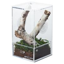 Acrylic Terrarium for Breeding Stick Mantises 10x10x20