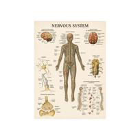 Raumenų sistemos plakatai Šilko audinio anatomijos diagrama Žmogaus kūno mokykla Medicinos mokslai Mokymo reikmenys Namų dekoravimas 20x30cm white