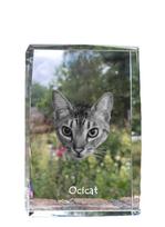 Ocicat - kristalas su katės paveikslėliu, nuotrauka stikle, moderni „Art-Dog“ prekės ženklo nuotraukų paroda skaidri