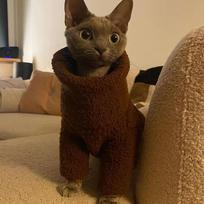 Sphynx Cat Green Coffee Lamb Wool Sweater Hairless Cat Clothes Thick Warm 4-legged Coat Fleece Jumpsuit for Devon Rex XXL kava