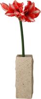 Botane Dirbtinė gėlė Botane amarilis 72 cm, tamsiai raudona