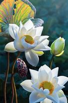 Tapybos pagal skaičius rinkinys 20×30 cm – Tender lotus (MC1123e)