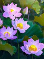 5D deimantinė mozaika 30×40 cm – Water Lilies (LE151e)