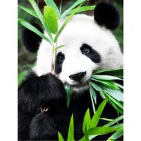 Tapybos pagal skaičius rinkinys 30×40 cm – Panda Idyll (ME1171e)