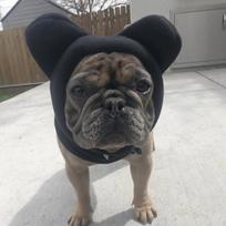 Cute Dog's Fleece Bat Hat Soft Warm Adjustable French Bulldogs Winter Hats Pet Supplies S juoda