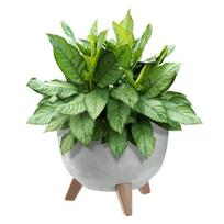 Gėlių vazonas su įdėklu ir kojelėmis, 29cm, pilkas