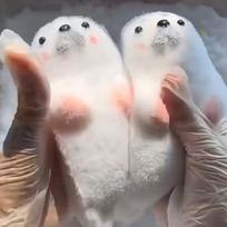 Mochi Taba Squishy Cute Plush Seal Sea Lion Soft Sticky Silicone Yellow Chick Cub Fidgeting Kids Toy Girl Stress Relieve Gift white