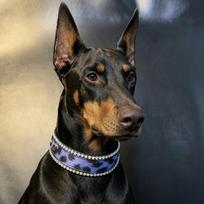 Leopardo rašto kalnų krištolo šunų antkaklis, kurtas, viphėtas, dobermanas, reguliuojama kaklo diržo pavadėlio rinkinys XS 23-28 cm