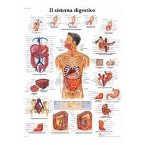 Anatominės raumenų sistemos plakatas Žmogaus kūno anatomijos diagrama Medicininė mokomoji drobė mokyklos dekoravimui 40x60cm