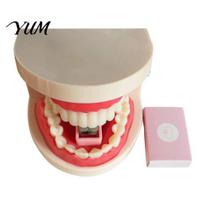 Dental Themed Gifts Funny Teeth Shaped Mini Stapler, Cute Mold Paper Novelty Office Stationery Fastener, Creative Binding Tool for Dentists 1pc gray