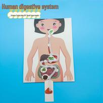 Kindergarten DIY Craft: Human Digestive System Model Educational Toy See packaging white
