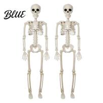 Gyvo dydžio žmogaus skeletas Helovino dekoracijai 3 pėdų visas kūnas Kaulas Realistiškas Judinamas Imitacinis Kaulų Raktas Scenos Įrengimas su Judinamu 2pcs white