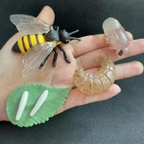 Children Simulation Biology Model Toy Animal Plant Life Growth Cycle Montessori Children Toys Set Teaching Aids Educational Toys brown
