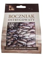 Austrių grybų grybiena Kočiniuje Planto, 20 vnt.