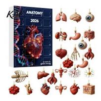 Žmogaus kūno modelių rinkinys 2026 Anatomijos Advento kalendorius, 24 dienų organų papuošalų rinkinys, Anatominis Kalėdų eglutės pakabukas, Dekoracija eglutei, Mokslo B brown