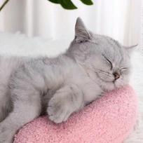 1pc-Pet Little Pillow Fashion Neck Protector Deep Sleep Puppy Kitten U-Shaped Pillow Dog Cat Headrest Sleeping Pillow rožinė