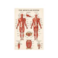 Raumenų sistemos plakatai Šilko audinio anatomijos diagrama Žmogaus kūno mokykla Medicinos mokslai Mokymo reikmenys Namų dekoravimas 30x45cm