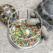 Smooth Edge Reptile Food Bowl Dual-Purpose Pet Water Dish Reptile Feeder Dish  Water Turtle M black