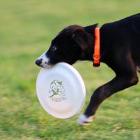 PH Puppy Frisbee Flying Disc 9080 Blue white