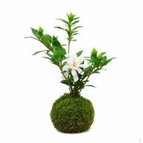 Moss Ball Hydroponic Plant Bonsai Fern, Asparagus Acorus Calamus, Philodendron, Serissa green