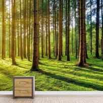 Sun Forest Wallpaper Green Grass Tall Trees Nature Landscape Wall Mural 400 cm(W) x 280 cm(H)