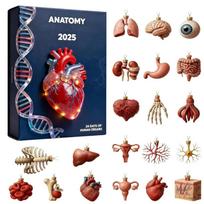Anatomy Advent Calendar Christmas 24-Day 2d Acrylic Pendant Funny Human Anatomy Miniatures for Doctors Nurses Teachers Students L brown