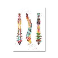 Spalvingas žmogaus anatomijos plakatas Meno kūriniai Medicininė siena Paveikslėlis Viscera Raumenys Skeletas Drobės spaudinys Tapyba Ligoninės klinikos dekoras 40x60cm