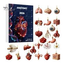 Creative Science Decor 2026 Anatomy Advent Calendar, 24-Day Body Organ Ornament Set, Human Anatomical Model Set Hanging for Christmas Tree, B brown