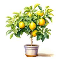 Citrinos medžio sienos lipdukas Virtuvės Restorano Dekoras Svetainės Spintelės Šaldytuvo Namų Dekoras Lipdukai Lipdukai M11177 G-30cm-Longest Side yellow