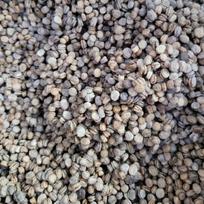 Sėklos su tarpais, 1 kg ženšenio sėklų, auginimui, 1 kg, 1 vnt. gray