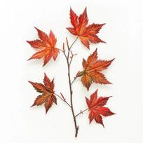 10 japoninio klevo sėklų (Acer palmatum) - Pusiau laukinė permakultūra