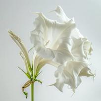 15 Baltųjų angelų trimito sėklų (Brugmansia suaveolens) - Pusiau laukinė permakultūra