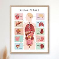 Žmogaus kūno plakatas Sveikatos ugdymo spaudiniai Anatomijos plakatas Organų lentelė Anatomijos skeletas Namų mokyklos dekoras Švietimo spaudinio plakatas 60X90CM No Framed beige