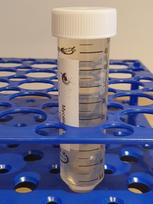 Mycelium of Bordeaux Ceps Grybų auginimo rinkinys 15ml